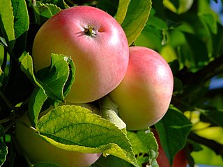 Obstbaumschnitt Apfelbaum