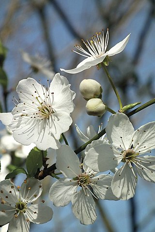 Obstbaumschnitt Kirschbaum