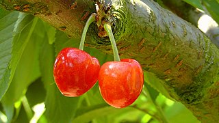 Obstbaumschnitt Kirschbaum