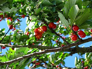 Obstbaumschnitt Kirschbaum