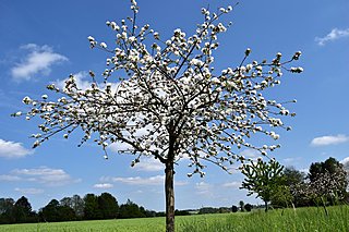 Obstbaumschnitt Kirschbaum