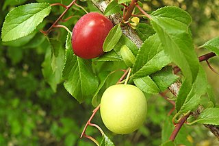 Obstbaumschnitt Kirschbaum