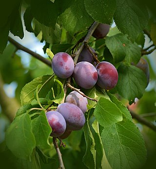 Obstbaumschnitt Pflaumenbaum