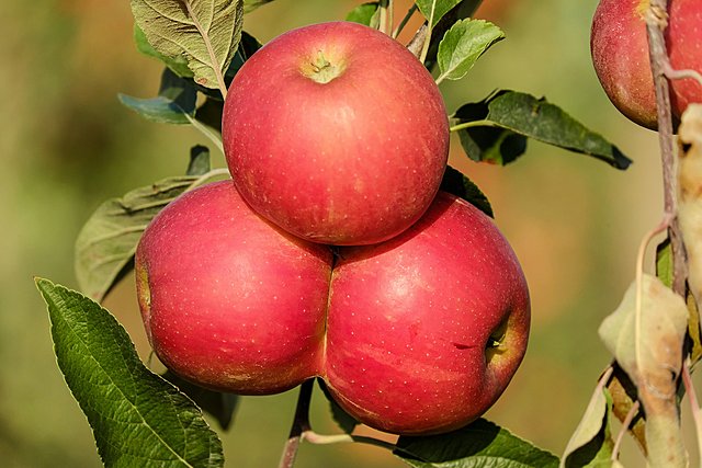 Baumschnitt Obstbaum | 